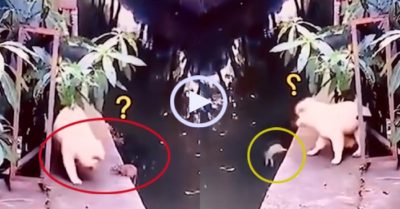 Video: Chó dứt khoát hất chuột xuống hồ vì quá hôi