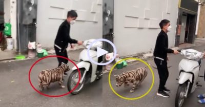 Video: Khu phố ‘tá hỏa’ vì gặp hổ