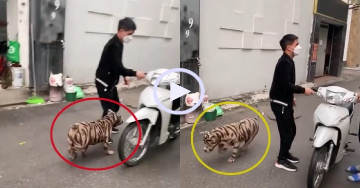 Video: Khu phố 'tá hỏa' vì gặp hổ