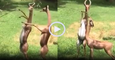 Video: Cặp đôi linh dương hẹn hò lãng mạn