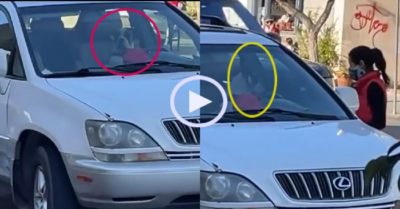 Video: Chó cưng bấm còi ôtô inh ỏi gọi chủ