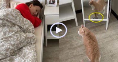 Video: Mèo cưng vào phòng cô chủ gõ bát đòi ăn