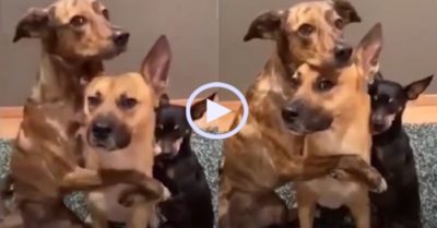 Video: Ba chú chó cưng tạo dáng chụp ảnh như ‘siêu mẫu’