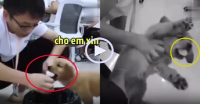 Video: Cún con cướp trứng trên tay cậu chủ
