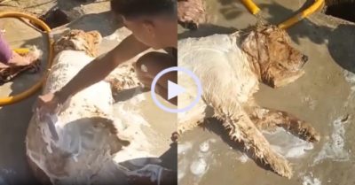 Video: Chú chó tranh thủ nằm ngủ khi được chủ tắm