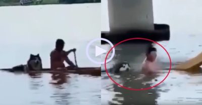 Video: Gia chủ chìm thuyền vì chở chó cưng