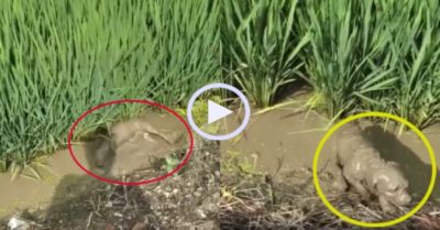 Video: Chó cưng thích thú tắm bùn khi thăm ruộng lúa cùng chủ