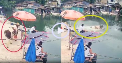 Video: Cần thủ ngơ ngác khi bò nhảy xuống hồ cá phá bĩnh