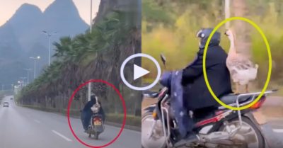 Video: Chú ngỗng cưng đứng sau xe chủ nhân vừa dạo phố vừa ngắm cảnh