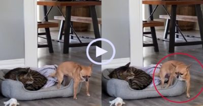 Video: Sợ mèo, chú chó run rẩy khi bước vào nệm nghỉ ngơi