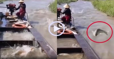 Video: Đàn cá đua nhau nhảy lên thuyền ngư dân