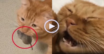 Video: Mèo vàng khóc ròng vì để sổng mất chuột