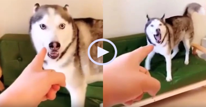 Video: Chú chó Husky phá đồ còn 'gân cổ' cãi lại chủ