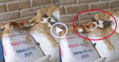 Video: Mèo con vỡ òa vì được chủ đãi ‘buffet’ chuột