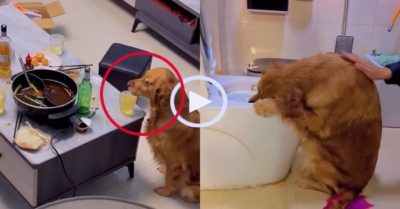 Video: Gâu đần ‘say bí tỉ’ vì uống trộm bia của chủ