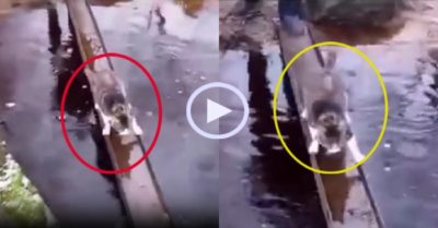 Video: Mèo cưng uyển chuyển băng qua vũng nước trên cầu