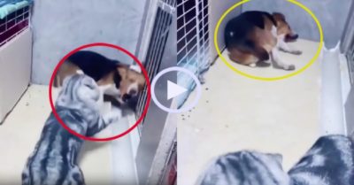 Video: Chó kêu la thảm thiết cầu cứu chủ khi bị mèo tát