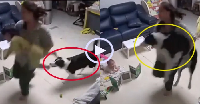 Video: Chó cưng xếp hàng chơi trò tàu bay