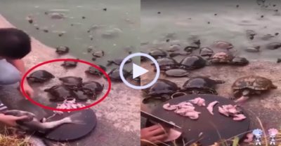 Video: Đàn rùa cuống cuồng khi được gia chủ cho ăn