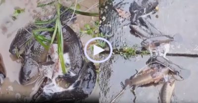 Video: Trúng đậm khi giăng lưới trên cạn bắt cá sau mưa lớn