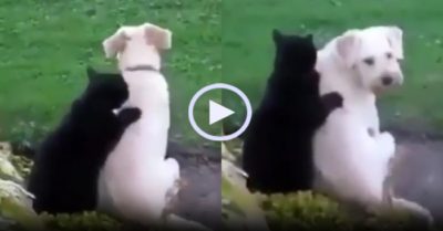 Video: Mèo an ủi khi thấy chó thất tình