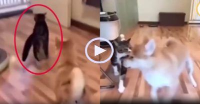 Video: Mèo cưng phải trả giá vì đùa dai với chó