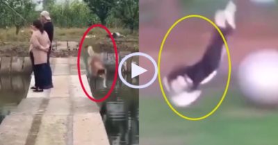 Video: Những tai nạn hài hước của chó cưng