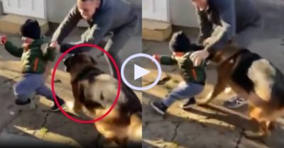 Video: Becgie ngăn cản ông chủ đánh cậu bé