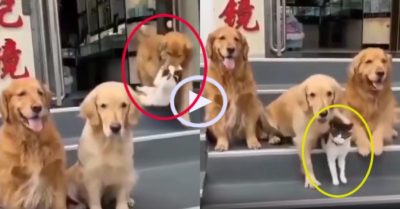 Video: Chó gâu đần lôi cổ mèo ra chụp ảnh