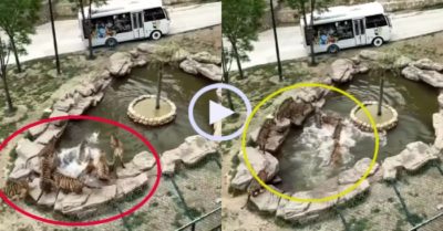 Video: Vịt biến đàn hổ thành trò cười