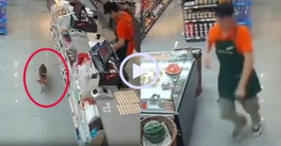 Video: Nhân viên siêu thị bất lực đuổi theo mèo đạo chích