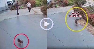 Video: Chú chó vừa đi vừa sủa trên sàn bê tông mới đổ