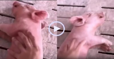 Video: Lợn con ngủ say như chết