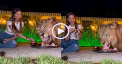 Video: Cô gái mang thịt vào vườn thú ăn cùng sư tử