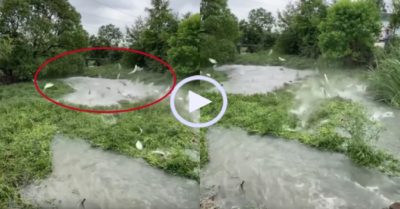 Video: Đàn cá ‘nhảy múa’ tưng bừng mừng nước về