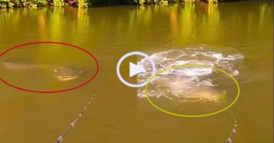 Video: Cá khủng lượn lờ trêu ngươi cần thủ và cái kết