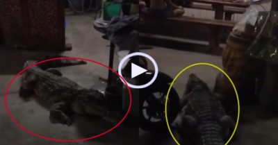 Video: Nuôi cá sấu trông nhà như chó cưng