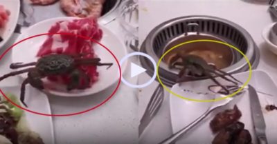 Video: Cua ‘tránh vỏ dưa gặp vỏ dừa’ khi tẩu thoát