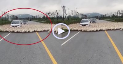 Video: Hàng trăm con vịt bao vây ôtô trên đường cao tốc