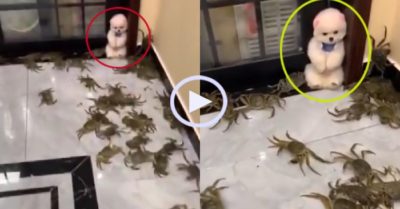 Video: Cún cưng co ro góc tường khi đàn cua tấn công