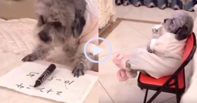 Video: Cún cưng làm toán, uống sữa và rung đùi xem ti vi