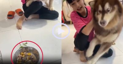 Video: Chó cưng lật mặt khi thấy bát trứng
