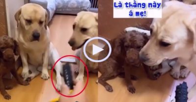 Video: Chó cưng khai vội thủ phạm để không bị phạt đòn