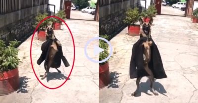 Video: Chó cưng catwalk điệu nghệ bằng hai chân