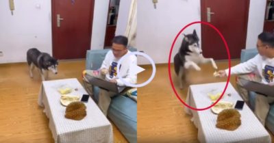 Video: Chó Husky đứng hình khi xin chủ ăn sầu riêng