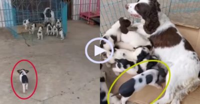 Video: Lợn con trà trộn vào đàn chó bú ké sữa