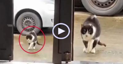Video: Mèo cưng giả què tập tễnh đi xin cá