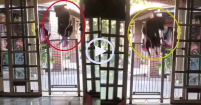 Video: Chó cưng dạy đồng đội cách ‘vượt ngục’