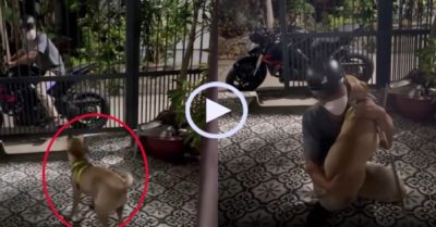 Video: Cậu chủ và chó cưng mừng nhau bằng ‘ngôn ngữ lạ’