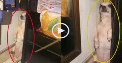Video: Chó cưng ‘hóa đá’ trốn chủ